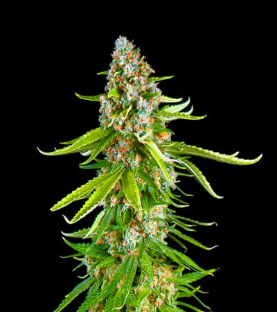 Grande Crack > Bulk Seed Bank | Feminisierte Hanfsamen  |  Hybrid