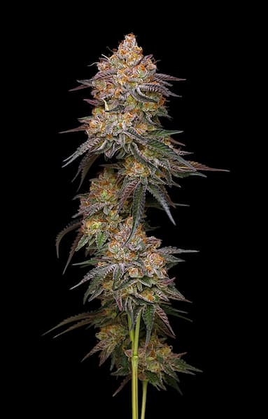 Granny Candy > Humboldt Seed Company | Graines Féminisées  |  Sativa