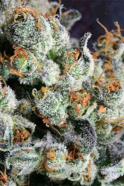 Grape Inferno > TGA Subcool Seeds | Graines Normal  |  Indica
