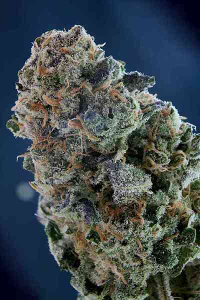 Grape Inferno > TGA Subcool Seeds | Graines Normal  |  Indica