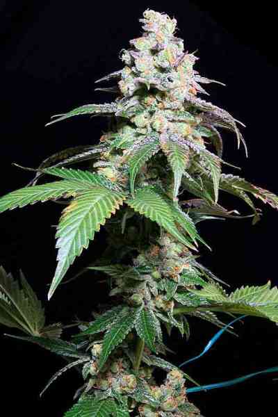 Grape Inferno > TGA Subcool Seeds | Reguläre Hanfsamen  |  Indica