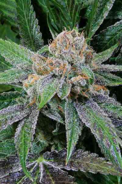Grape Inferno > TGA Subcool Seeds | Graines Normal  |  Indica