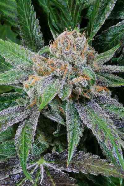 Grape Inferno > TGA Subcool Seeds | Regular Marijuana   |  Indica