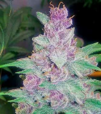 Grape Kush > The Cali Connection | Feminized Marijuana   |  hybrid