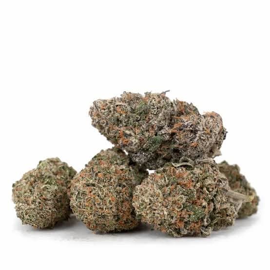 Grape Mints x Zkittlez Samen > Tramuntana Seeds | Reguläre Hanfsamen  |  Indica