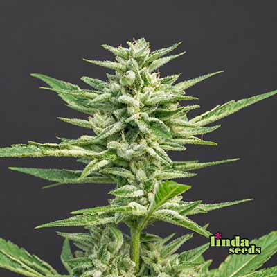 Grape Octane Samen > Linda Seeds | Feminisierte Hanfsamen  |  Hybrid