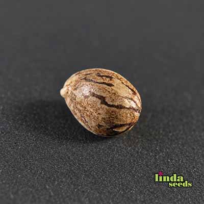 Grape Octane Samen > Linda Seeds | Feminisierte Hanfsamen  |  Hybrid