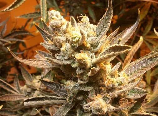 Grape OG > The Cali Connection | Feminized Marijuana   |  hybrid