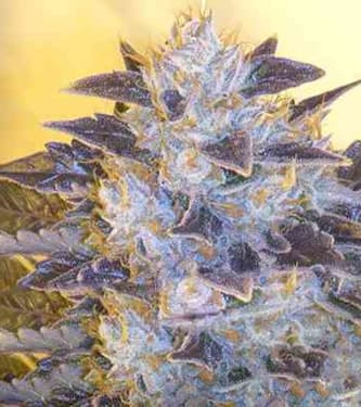 Grape OG > The Cali Connection | Feminisierte Hanfsamen  |  Hybrid