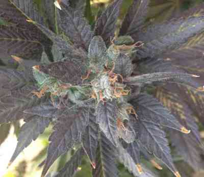 Grape OX > Rare Dankness Seeds | Regular Marijuana   |  Indica