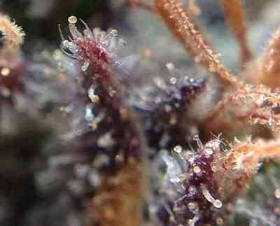 Grape OX > Rare Dankness Seeds | Graines Normal  |  Indica