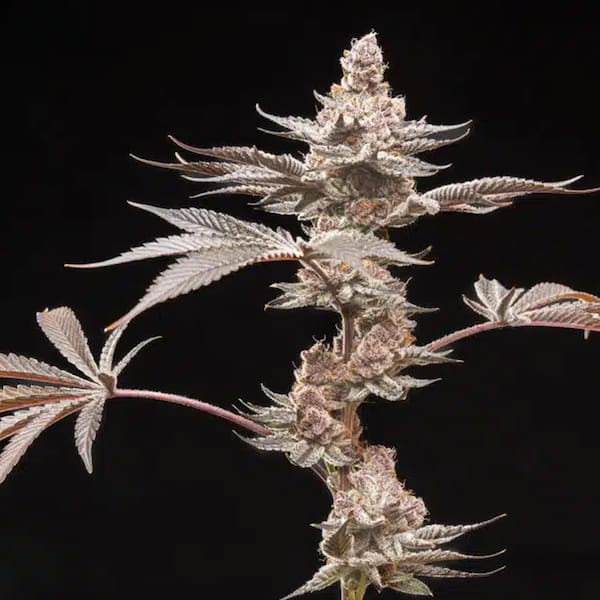 Grape Sunshine Seed > World Breeders | Feminized Cannabis   |  Sativa