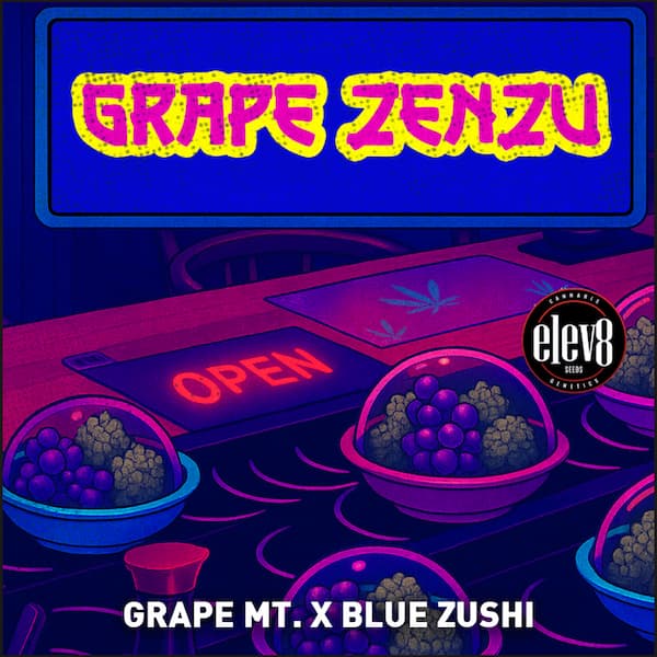 Grape Zenzu graines > Elev8 Seeds | Graines Féminisées  |  Hybride