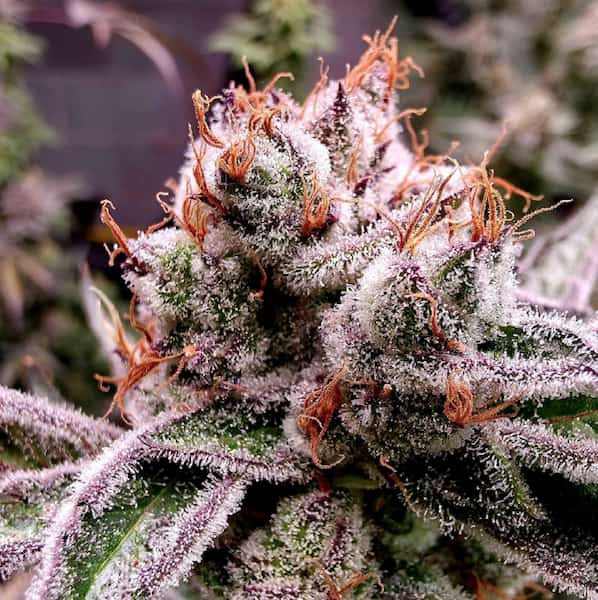 Grape Zenzu graines > Elev8 Seeds | Graines Féminisées  |  Hybride