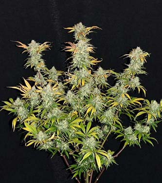 Grapefruit\'matic > Fast Buds Company | Autoflowering Cannabis   |  Hybrid