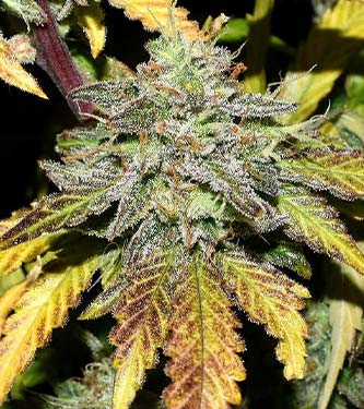 Grapefruit\'matic > Fast Buds Company | Autoflowering Cannabis   |  Hybrid