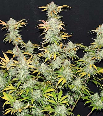 Grapefruit\'matic > Fast Buds Company | Graines Autofloraison  |  Hybride