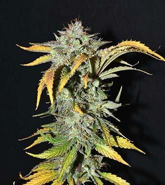 Grapefruit\'matic > Fast Buds Company | Graines Autofloraison  |  Hybride