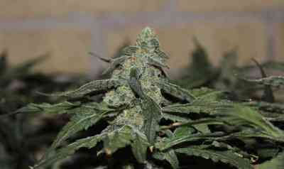 Grapefruit Krush > Emerald Triangle | Graines Normal  |  Indica