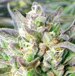 Grapefruit Krush > Emerald Triangle | Regular Marijuana   |  Indica