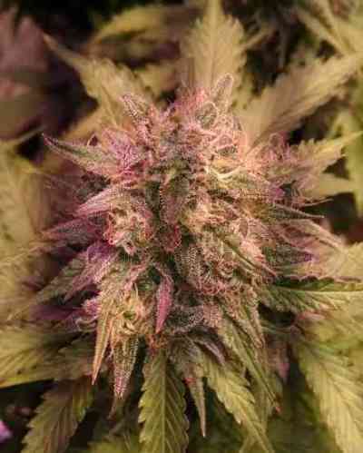 Grapefruit\'matic > Fast Buds Company | Autoflowering Cannabis   |  Hybrid