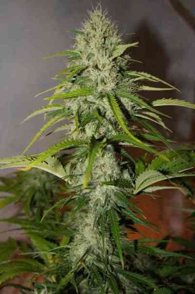 Grapefruit\'matic > Fast Buds Company | Autoflowering Cannabis   |  Hybrid