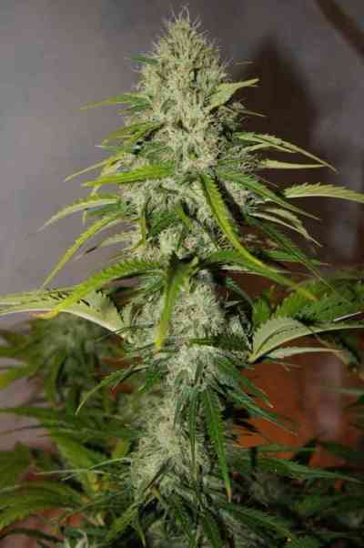 Grapefruit\'matic > Fast Buds Company | Semillas autoflorecientes  |  Híbrido