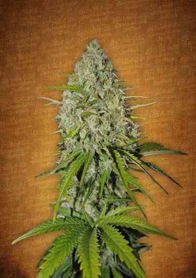 Grapefruit\'matic > Fast Buds Company | Autoflowering Cannabis   |  Hybrid