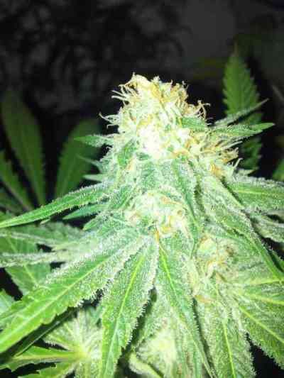 Grapefruit > Positronics | Feminized Marijuana   |  Indica