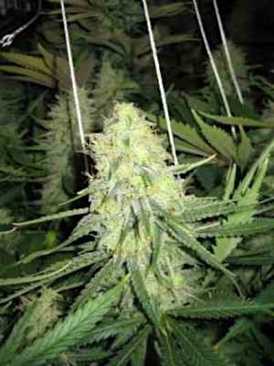 Grapefruit > Linda Seeds | Recomendaciones para las semillas de cannabis  |  Semillas Baratas