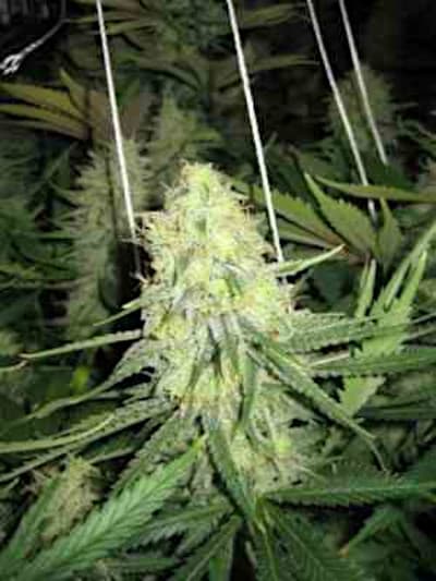 Grapefruit > Linda Seeds | Cannabis seeds recommendations  |  Cheap Cannabis