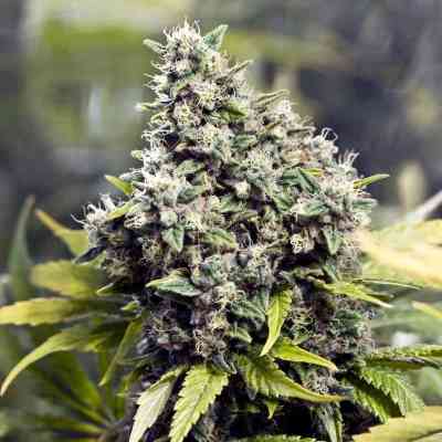 Grapefruit > Female Seeds | Feminisierte Hanfsamen  |  Sativa