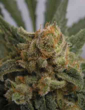 Grapegum > Ripper Seeds | Feminized Marijuana   |  hybrid