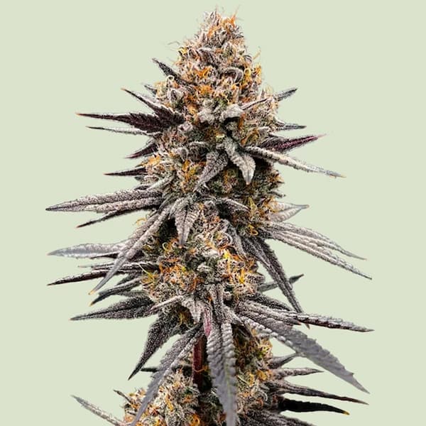 Gravity Berry F1 graines > Royal Queen Seeds | Graines Féminisées  |  Hybride