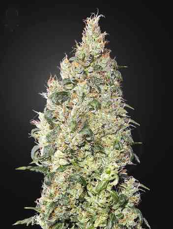 Great White Shark CBD > Green House Seed Company | Feminisierte Hanfsamen  |  Indica