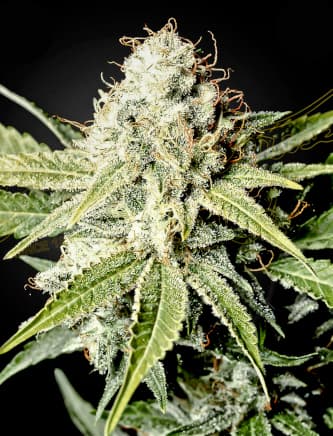 Great White Shark > Green House Seed Company | Feminized Cannabis   |  Indica