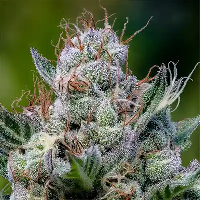 Green Apple Juice Auto > Anesia Seeds | Semillas de marihuana autoflorecientes  |  Sativa