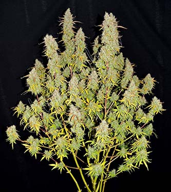 Green Crack > Fast Buds Company | Autoflowering Cannabis   |  Hybrid