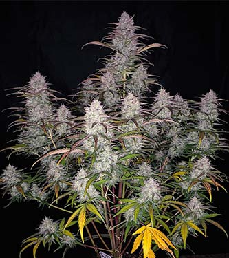 Green Crack > Fast Buds Company | Autoflowering Cannabis   |  Hybrid