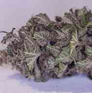 Green Crack > Blim Burn Seeds | Feminized Marijuana   |  Sativa