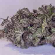 Green Crack > Blim Burn Seeds