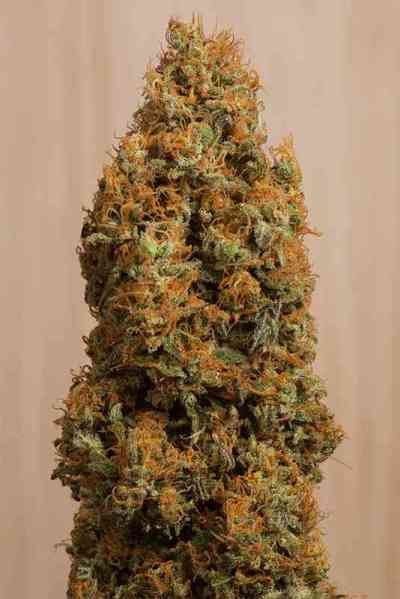 Green Crack CBD > Humboldt Seed Organisation | Semillas feminizadas  |  Híbrido