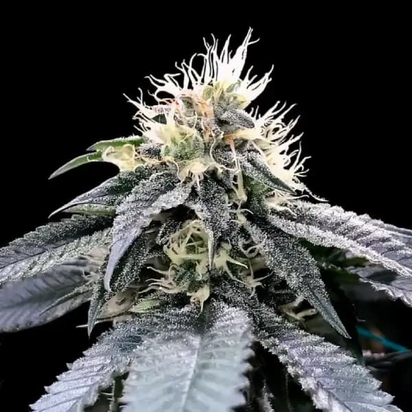 Green Crack Seed > DNA Genetics | Feminized Cannabis   |  Sativa