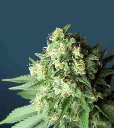 Green Crack > Fast Buds Company | Autoflowering Cannabis   |  Hybrid