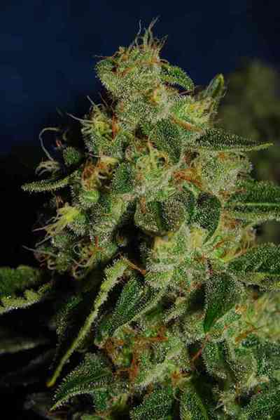 Green Crack > The Cali Connection | Feminized Marijuana   |  hybrid