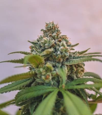 Green Crack Punch > Royal Queen Seeds | Feminized Marijuana   |  hybrid