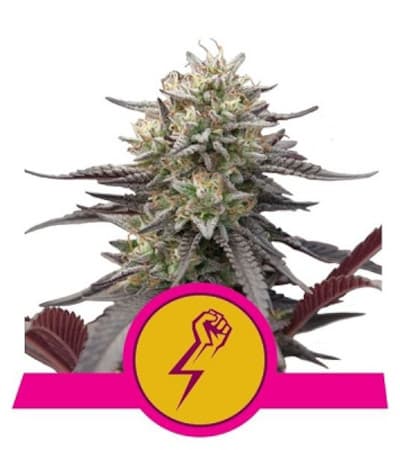 Green Crack Punch > Royal Queen Seeds | Feminized Marijuana   |  hybrid