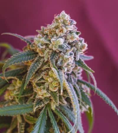 Green Crack Punch > Royal Queen Seeds | Feminized Marijuana   |  hybrid