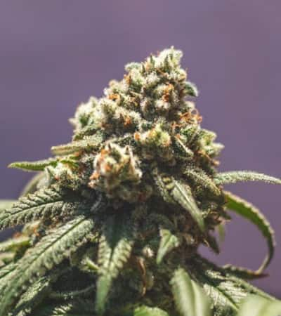 Green Crack Punch > Royal Queen Seeds | Feminized Marijuana   |  hybrid