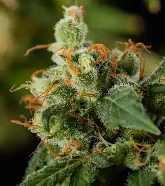 Green Crack > Blim Burn Seeds | Semillas feminizadas  |  Sativa